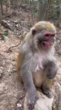 Rhesus macaque monkey sitting on rock showing teeth and moving mouth in forest