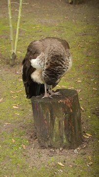 Beautiful peahen preening feathers on tree stump