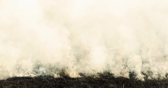 Dense smoke rising from burned branches and debris in a dramatic atmosphere. Ideal for wildfire, pollution, environmental disaster