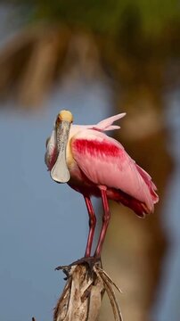 Roseate spoonbill standing on a tree stump preening its feathers