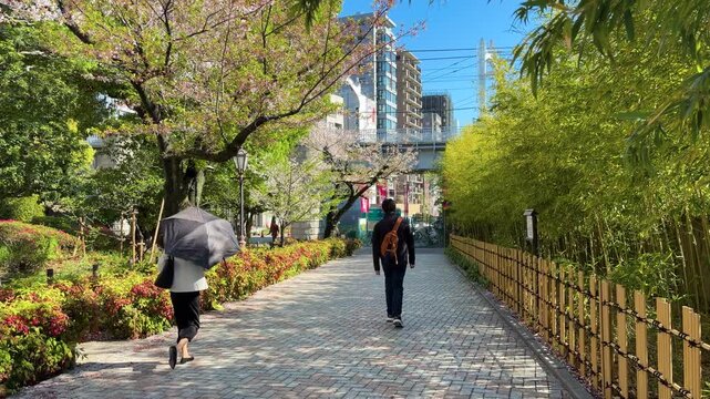 A person walks along a paved pedestrian path next to a bamboo fence and blooming cherry blossom trees in Tokyo, Japan. Modern high-rise buildings and an overpass rise behind the lush green.