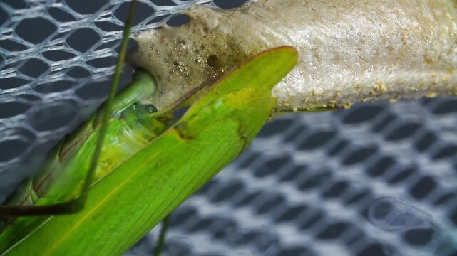 Insect head closeup. Studio shot capturing mantis head and textured foam surface intricacies. Closeup realistic image showcasing mantis antennae and detailed surface textures in high resolution