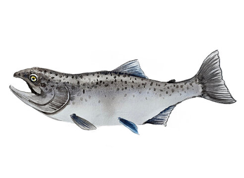 Male Coho Salmon Watercolor Illustration - Silver Salmon Art