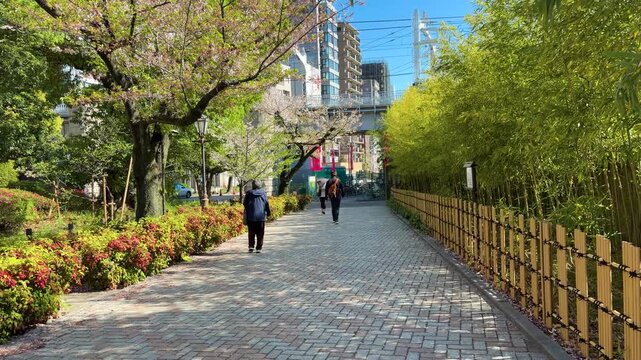 A person walks along a paved pedestrian path next to a bamboo fence and blooming cherry blossom trees in Tokyo, Japan. Modern high-rise buildings and an overpass rise behind the lush green.