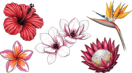Tropical floral vector collection featuring hibiscus magnolia plumeria protea and bird paradise flowers isolated on white background © Sahina