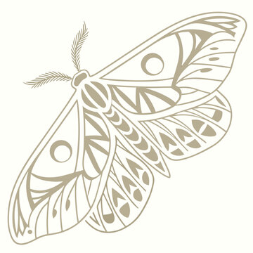 Brown moth with patterned wings