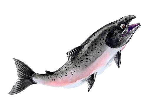 Leaping Salmon Watercolor Illustration - Silver Fish Art
