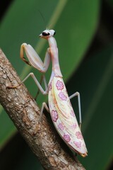 Fototapeta premium Orchid mantis rests on bark branch. Pink and white insect displays floral patterns on abdomen. Features large eyes and delicate antennae. Appears in jungle foliage.