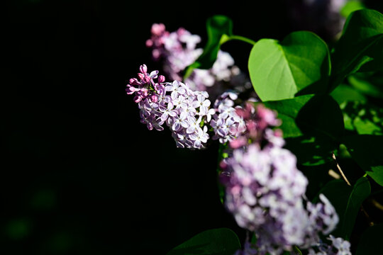 Sch&ouml;ner Flieder auf Schwarzem Hintergrund. Fr&uuml;hling, Sommer. Pflanze
