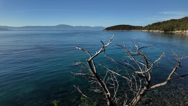 Rocky Adriatic Sea coastline with a bald tree and crystal clear turquoise water near Malinska - Krk Island, Croatia. Scenic view from the Paradise Coastal Trail or seaside promenade on a sunny day.