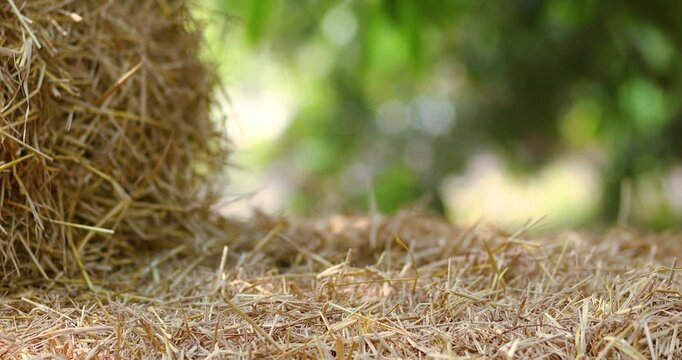 Hay bale for natural product display, Straw stack for organic advertising, soft green bokeh background and sunlight, ideal for agriculture themes, Natural backdrop and mockup use