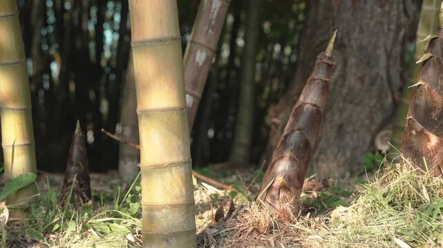 夕日が当たる林で成長するタケノコ
