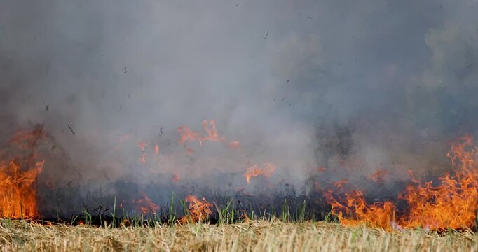 Rice straw burning in post harvest fields to prepare farmland, Thick smoke and air pollution, Grassland fire with intense flames and smoke, Climate rural landscape burning, illustrating wildfire risk