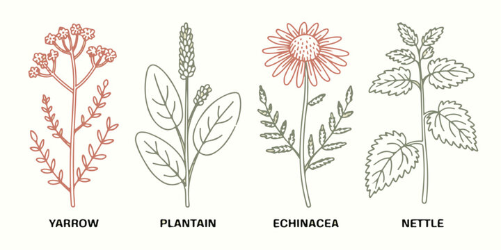 Botanical illustration of four herbal plants yarrow plantain echinacea and nettle with simple line art outline drawings.