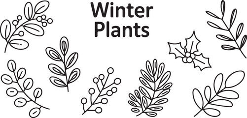 Winter plants collection featuring holly berries and pine branches for seasonal holiday greetings and nature themed graphic. © Kamrun82
