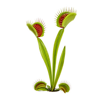 Venus flytrap, carnivorous plant, green leaves, red traps, insectivorous flora, exotic botany isolated PNG with Transparent Background