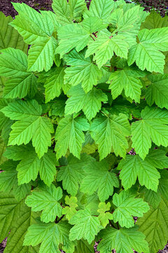Sycamore leaves in a forest closeup