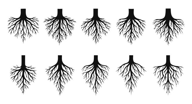 Vector illustration of set of tree roots silhouettes on a transparent background