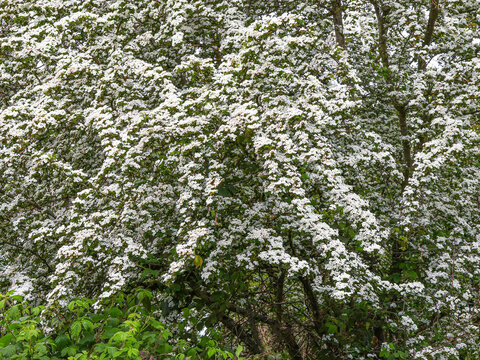 May blossom hawthorn tree in the countryside in closeup