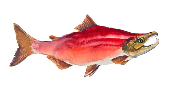 Spawning Sockeye Salmon Watercolor - Red Salmon Illustration