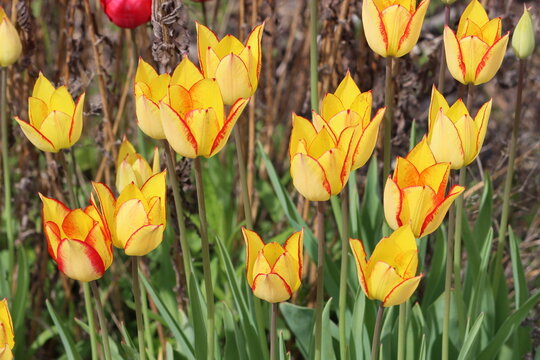 Tulips (Tulipa) are a genus of spring-blooming perennial herbaceous bulbiferous geophytes (having bulbs as storage organs). 