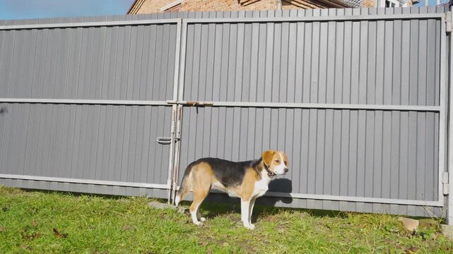 A beagle dog stands near a metal gate,  The pet is looking at the camera on a bright sunny day, guarding the yard or waiting for its owner.