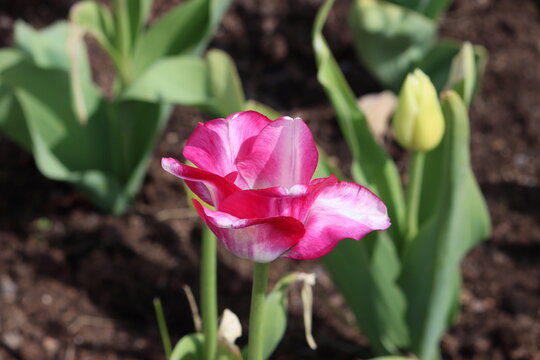 Tulips (Tulipa) are a genus of spring-blooming perennial herbaceous bulbiferous geophytes (having bulbs as storage organs). 