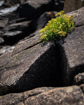 Rock samphire blooms in cleft of dark weathered granite coastal boulders Brittany shore