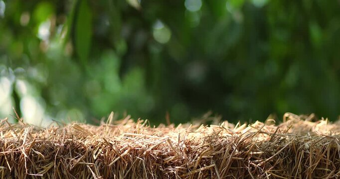 Straw stack, Hay bale in nature soft green bokeh background and sunlight, for natural product display copy space, agriculture, organic themes and natural backdrop