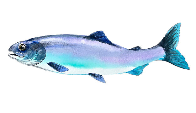 Silver Coho Salmon Watercolor - Ocean Phase Illustration