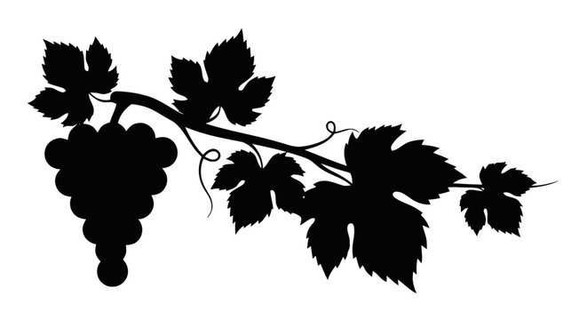 Vector illustration of silhouette of a bunch of grapes with vine leaves on a on a transparent background