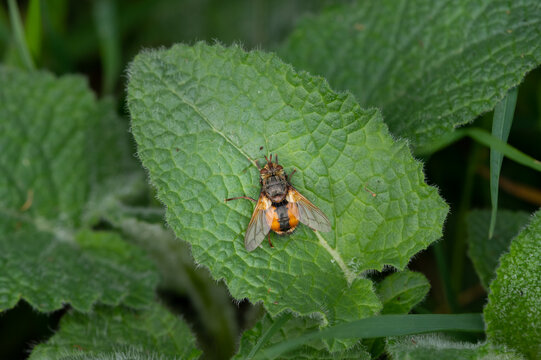 Bristly tachinid fly Tachina fera resting on a fuzzy plant leaf