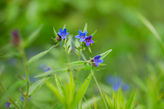 Purple gromwell Aegonychon purpurocaeruleum blue flowers bloom in spring grass