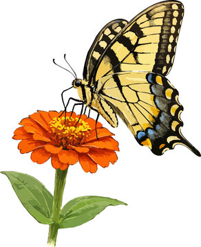 Papilio glaucus illustration art