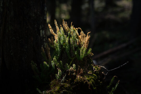 Sunlit clubmoss Lycopodium grows on mossy tree stump in dark Gesaeuse forest setting