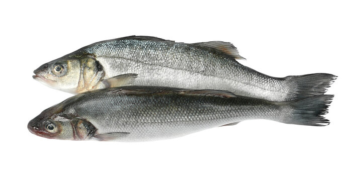 European bass, seabass, Dicentrarchus labrax, isolated on white background