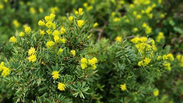 Taxus x media. It is a conifer, created by the hybridization of English yew Taxus baccata and Japanese yew Taxus cuspidata.