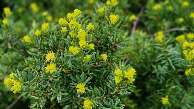 Taxus x media. It is a conifer, created by the hybridization of English yew Taxus baccata and Japanese yew Taxus cuspidata.