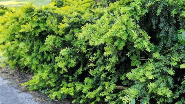 Taxus x media. It is a conifer, created by the hybridization of English yew Taxus baccata and Japanese yew Taxus cuspidata.