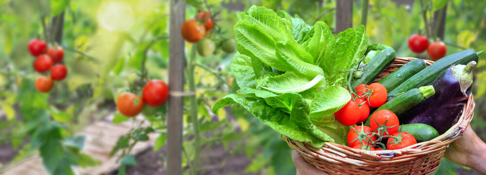 fresh and colorful vegetables in basket holding by gardener hands  in front of tomatoes plants growing in a garden