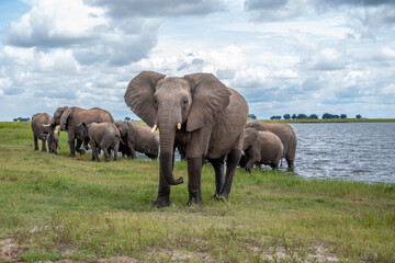 Fototapeta premium A herd of African elephants on the shore of Chobe River