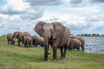 Obraz premium A herd of African elephants on the shore of Chobe River