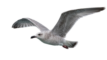 Gray and white seagull with wings spread, isolated on transparent background © Adrian