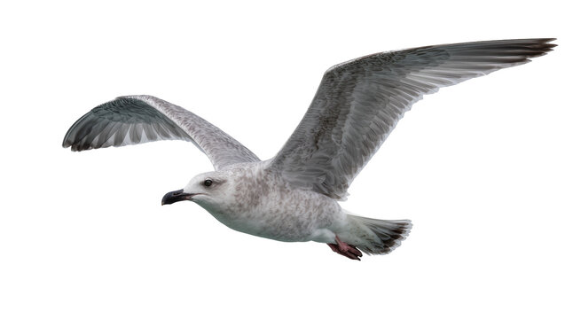 Gray and white seagull with wings spread, isolated on transparent background