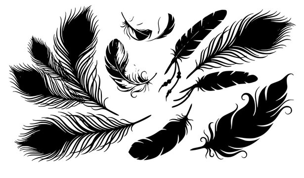 Decorative feather vector illustration boho bird plume collection isolated on white