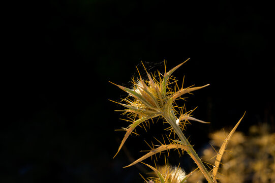 Dried thistle plant with sharp spines and golden bracts against dramatic black background