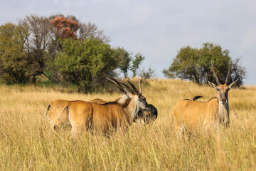 Eland Antilopen ziehen durch das Rietvlei Nature Reserve in Pretoria © Boris