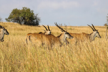 Eland Antilopen ziehen durch das Rietvlei Nature Reserve in Pretoria © Boris