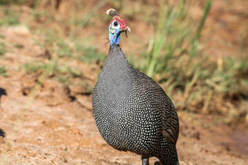Perlhuhn im Mabalingwe Nature Reserve © Boris