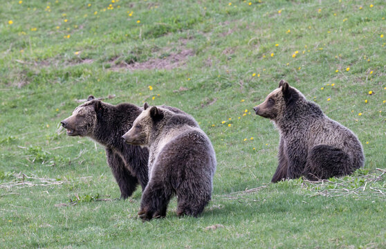 Grizzly Bear Sow and two two-year-old cubs 